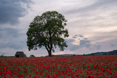 Scenic view of flowering plants on field against sky