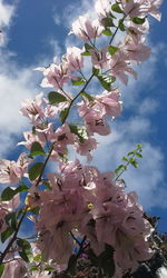 Low angle view of pink magnolia blossoms in spring