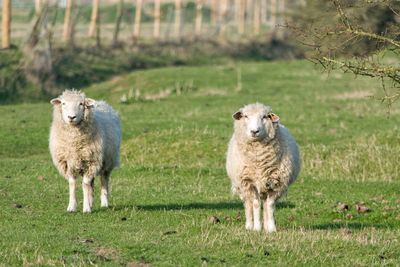 Portrait of sheep standing on field