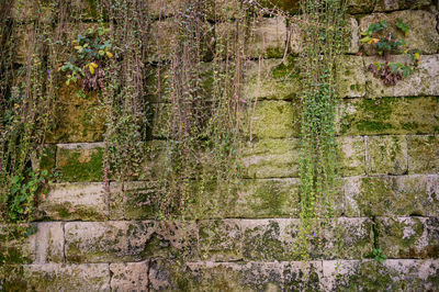 Full frame shot of plants growing on wall