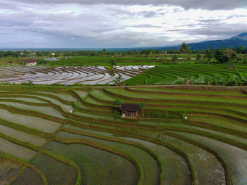 Beautiful morning view indonesia panorama landscape paddy fields 