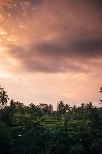 Scenic view of agricultural field against sky during sunset