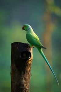 Close-up of parrot perching on wooden post