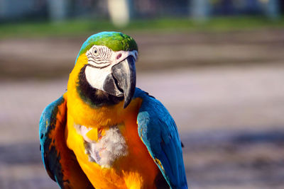 Close-up of a parrot