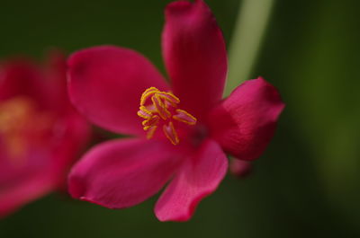 Close-up of pink flowers