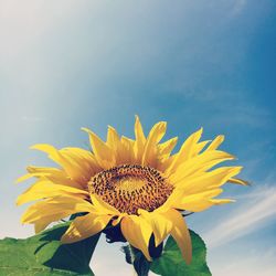 Low angle close-up of sunflower blooming against sky