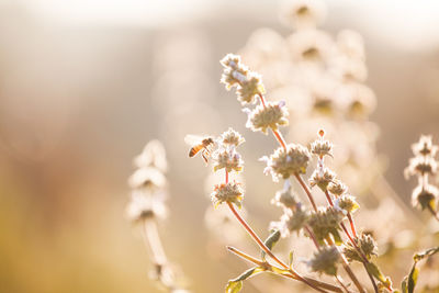 Feild flower with honeybee flying and collecting pollen on blurred background