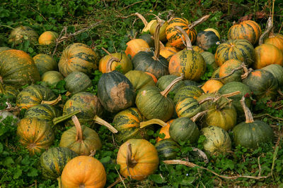 High angle view of pumpkins on field