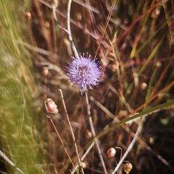 High angle view of purple flowering plant on land