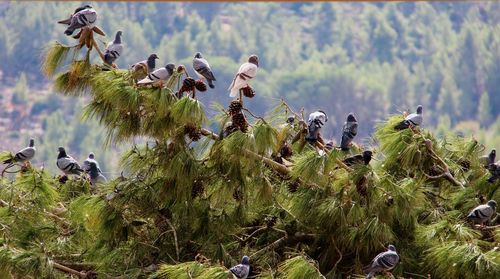 Flock of birds in a water