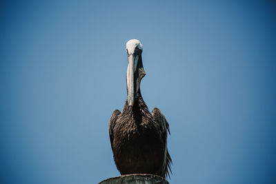 Low angle view of bird perching on a blue sky