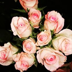 Close-up of pink roses