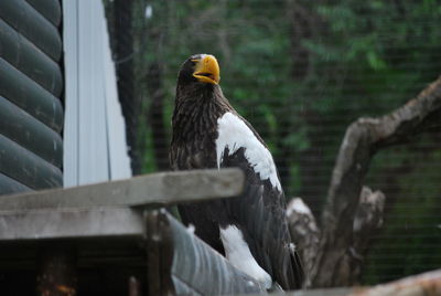 Close-up of bird perching