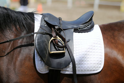 Close-up of a horse