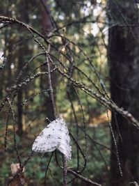 Close-up of snow on twig in forest