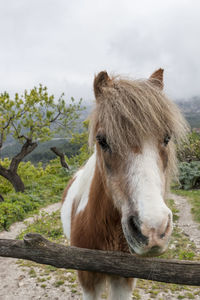 Horse standing in a field