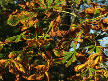 Close-up of leaves on tree during autumn