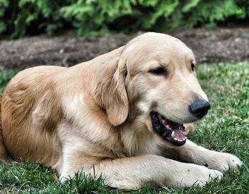 Dog resting on grass