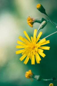 Close-up of yellow flower