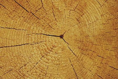 Full frame shot of tree stump