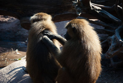 Close-up of monkey