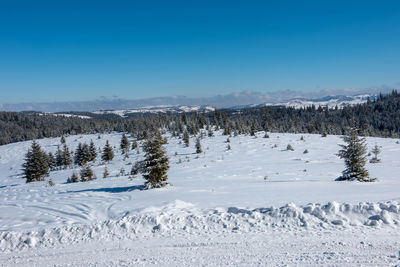 Snowy mountain country road in the forest