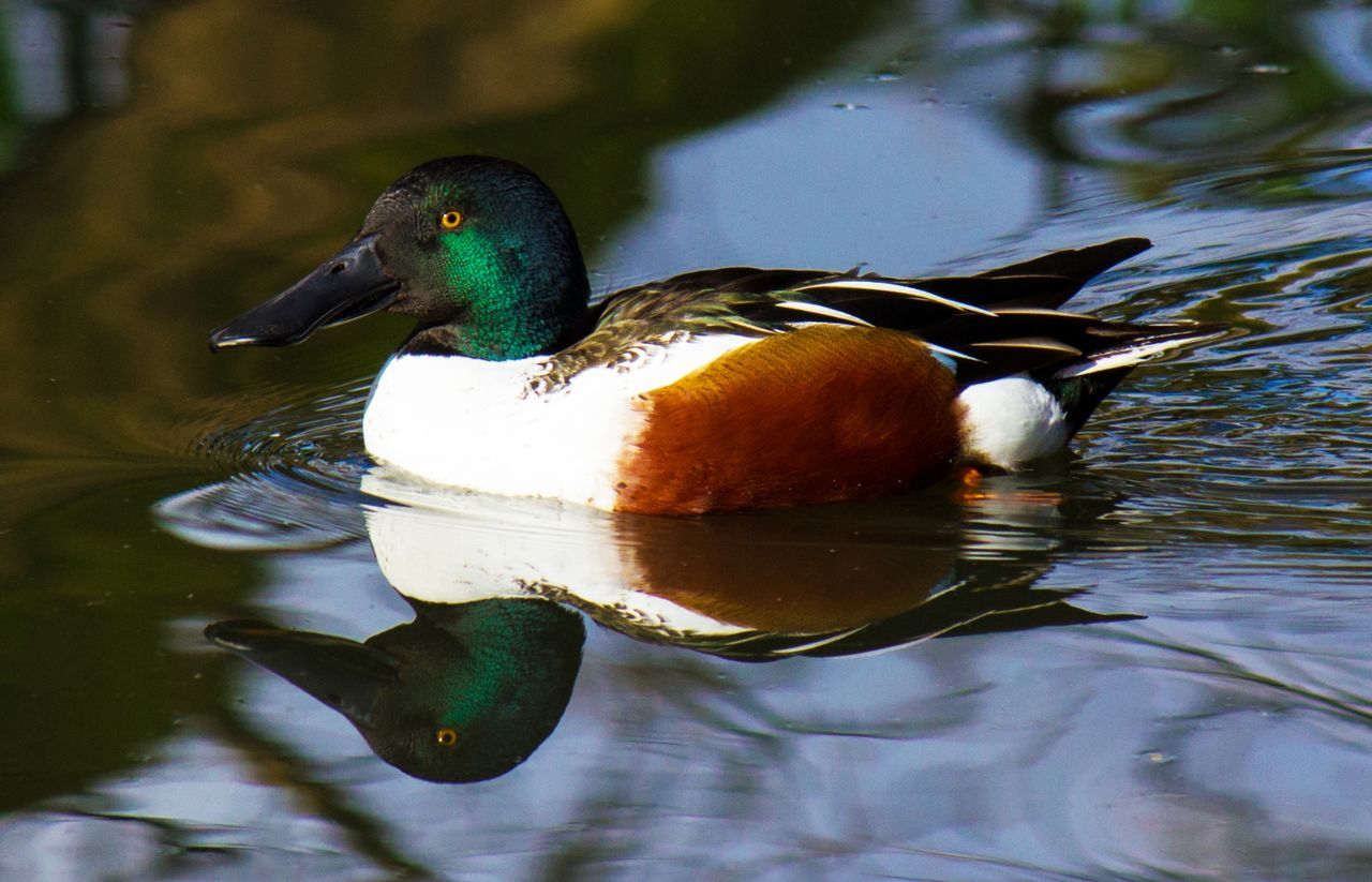 bird, animal themes, water, animals in the wild, lake, one animal, wildlife, reflection, waterfront, duck, close-up, mallard duck, swimming, floating on water, nature, beak, outdoors, rippled, focus on foreground, day