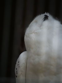 Close-up of a bird