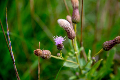 Close-up of purple flowering plant