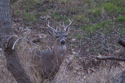 View of field in forest