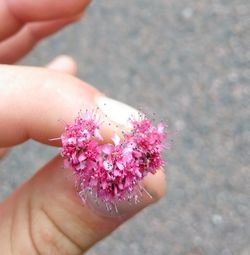 Close-up of hand holding pink flower