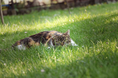 Lying cat in the grass ready for play or attack