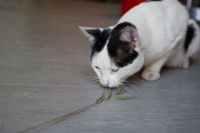 Close-up of a cat