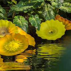 Close-up of yellow lotus water lily in lake