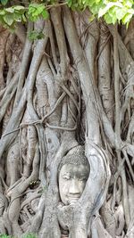 Close-up of tree roots