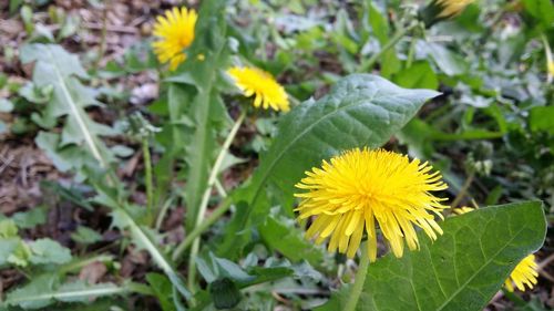 Close-up of yellow flowering plant