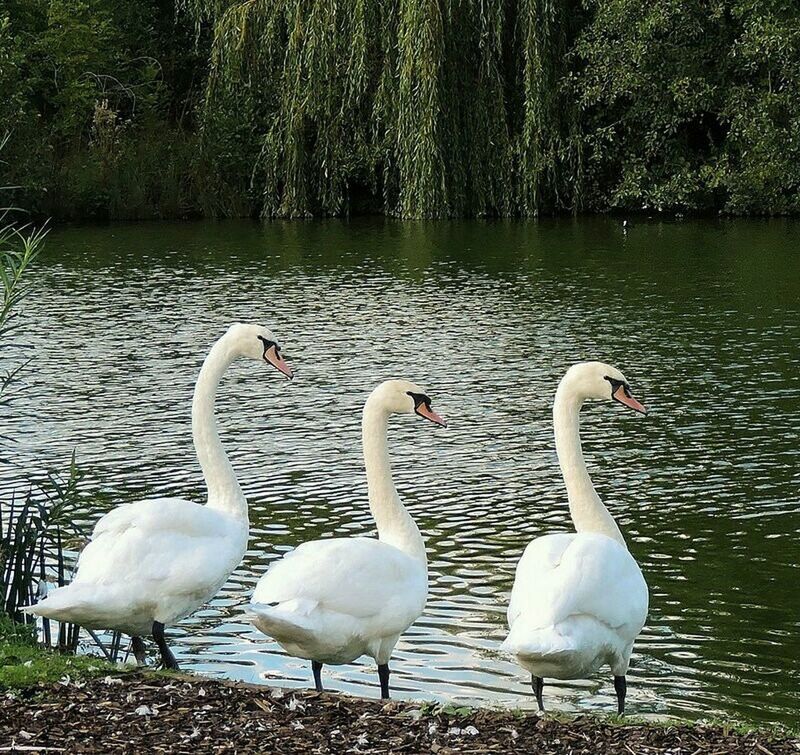 swan, bird, water, animal themes, lake, animals in the wild, wildlife, white color, swimming, water bird, nature, flamingo, beauty in nature, reflection, tree, beak, togetherness, day, duck, outdoors