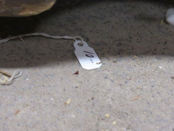 High angle view of bird eating fish