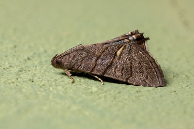 Close-up of insect on land