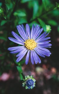 Close-up of purple flower