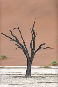 Close-up of bare tree against sky