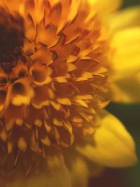 Close-up of yellow flower