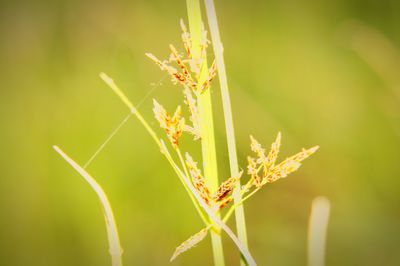 Close-up of insect on plant