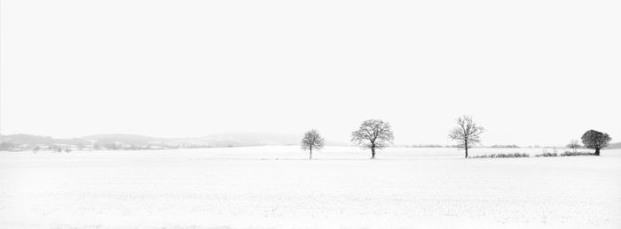 Trees on field against clear sky during winter