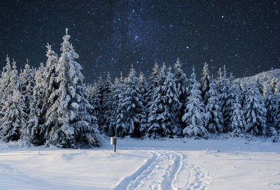 Majestic landscape with forest at winter night time with stars in the sky. scenery background.