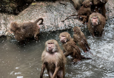 Monkeys in water