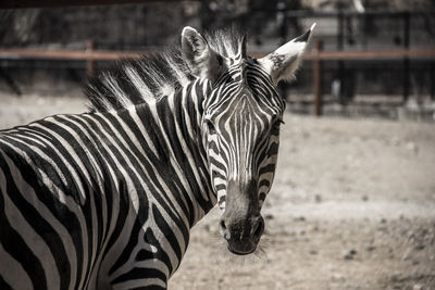 Close-up of zebra standing outdoors