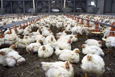 Flock of chicken on dirt in factory