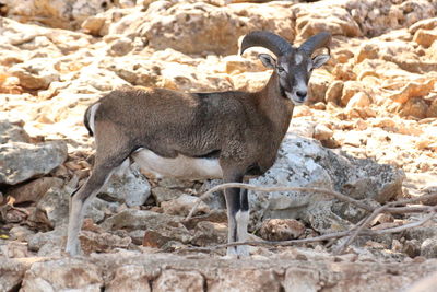 Portrait of deer