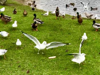 High angle view of swans on lake